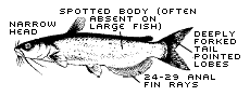 Channel Catfish